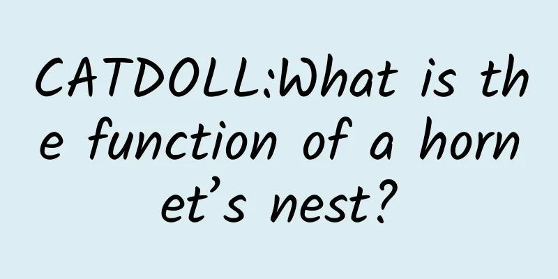 CATDOLL:What is the function of a hornet’s nest?