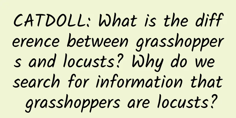 CATDOLL: What is the difference between grasshoppers and locusts? Why do we search for information that grasshoppers are locusts?