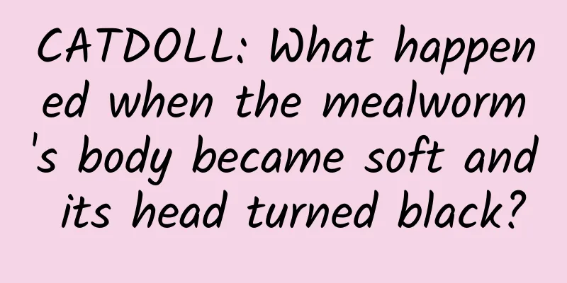 CATDOLL: What happened when the mealworm's body became soft and its head turned black?