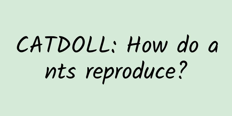 CATDOLL: How do ants reproduce?