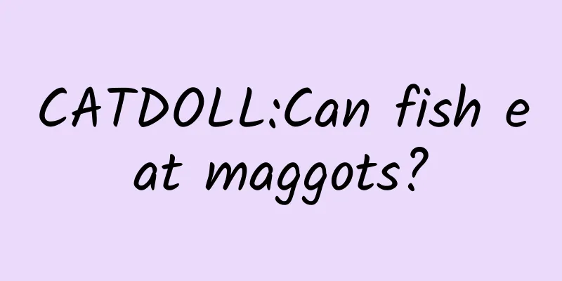 CATDOLL:Can fish eat maggots?