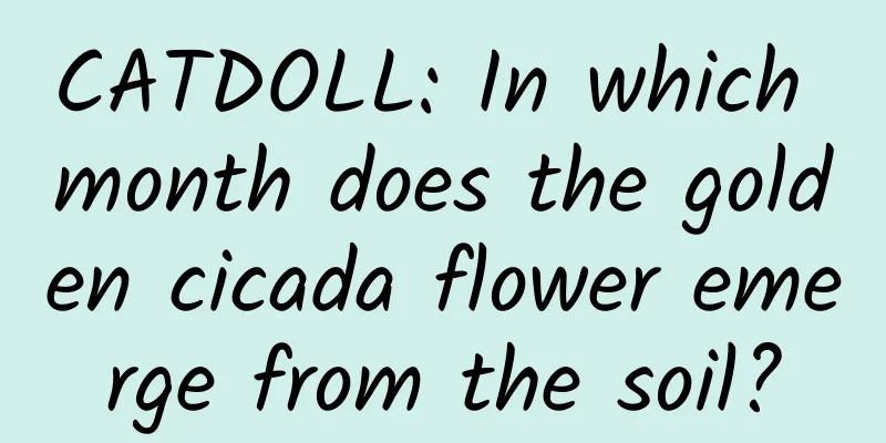 CATDOLL: In which month does the golden cicada flower emerge from the soil?