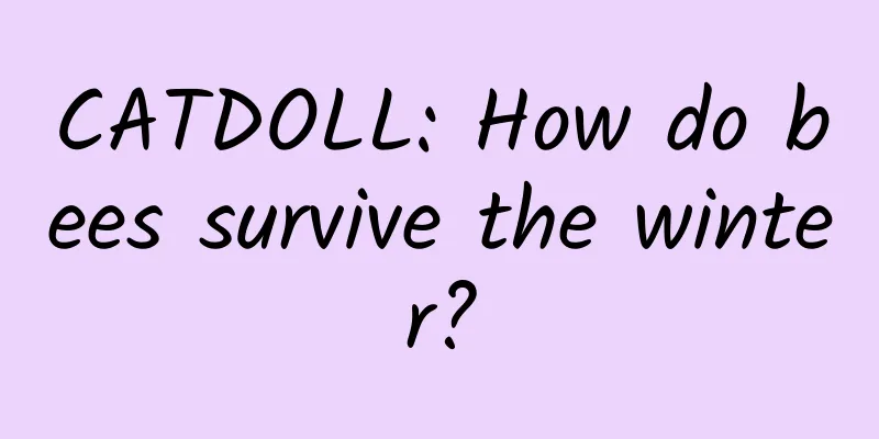 CATDOLL: How do bees survive the winter?