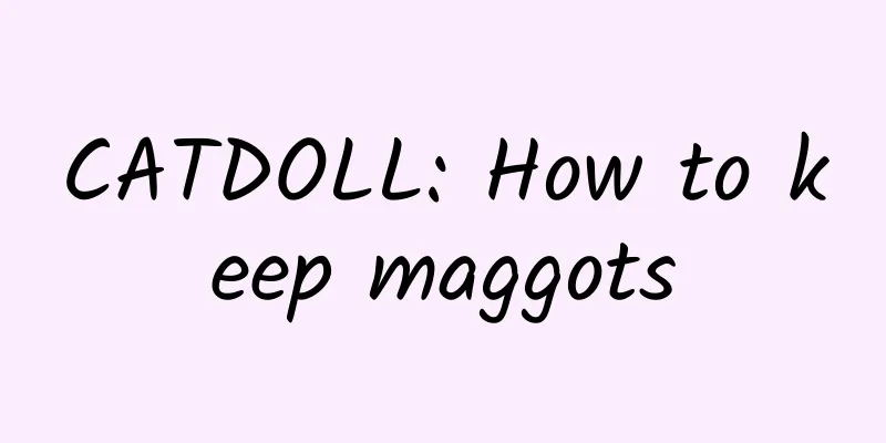 CATDOLL: How to keep maggots