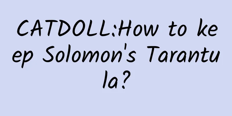 CATDOLL:How to keep Solomon's Tarantula?