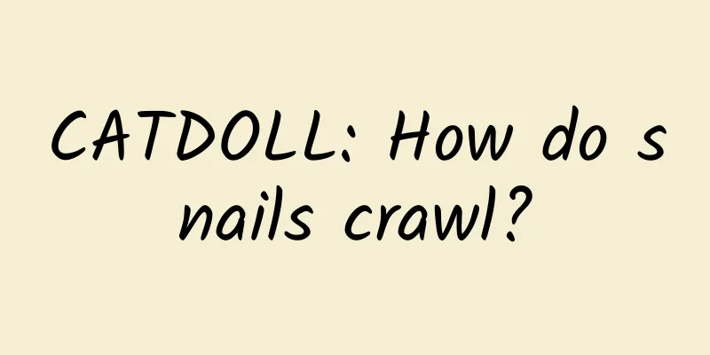 CATDOLL: How do snails crawl?