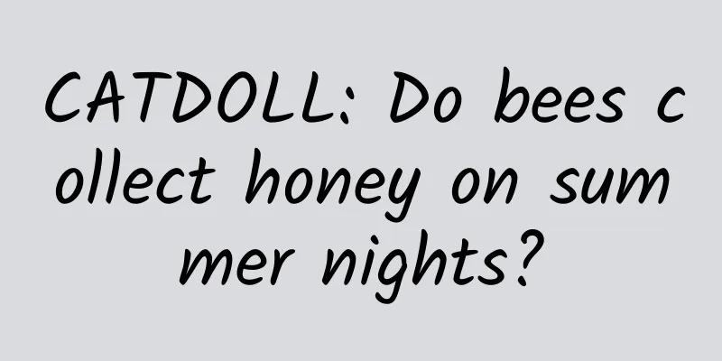 CATDOLL: Do bees collect honey on summer nights?