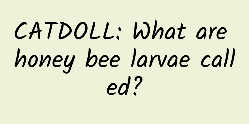 CATDOLL: What are honey bee larvae called?