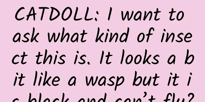 CATDOLL: I want to ask what kind of insect this is. It looks a bit like a wasp but it is black and can’t fly?