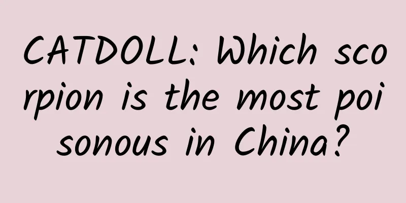 CATDOLL: Which scorpion is the most poisonous in China?