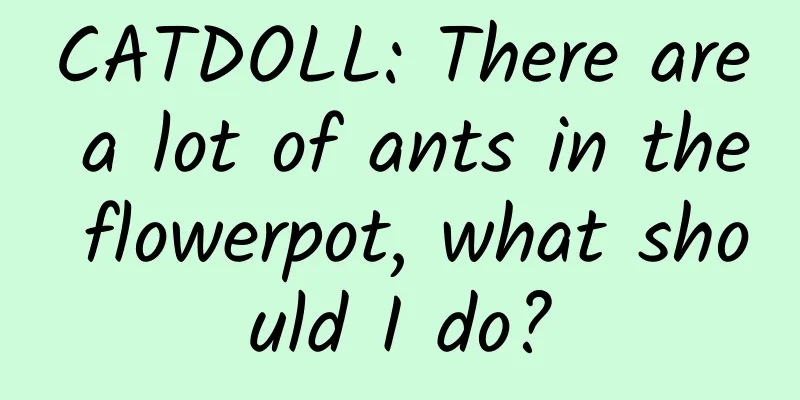 CATDOLL: There are a lot of ants in the flowerpot, what should I do?