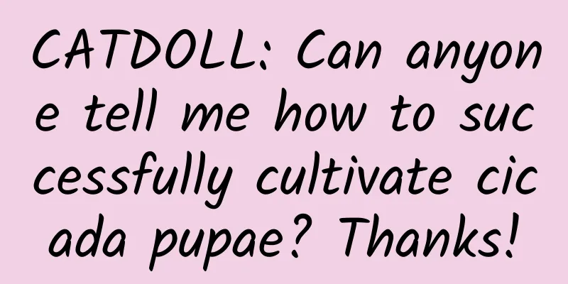 CATDOLL: Can anyone tell me how to successfully cultivate cicada pupae? Thanks!
