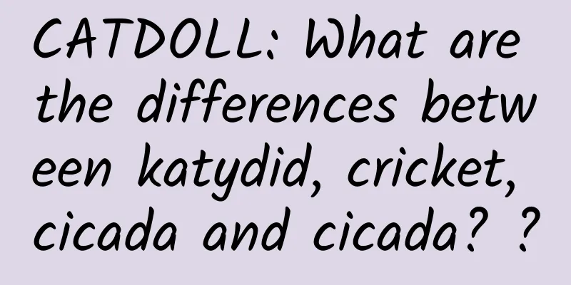 CATDOLL: What are the differences between katydid, cricket, cicada and cicada? ?