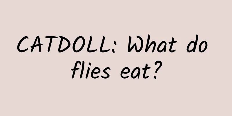 CATDOLL: What do flies eat?