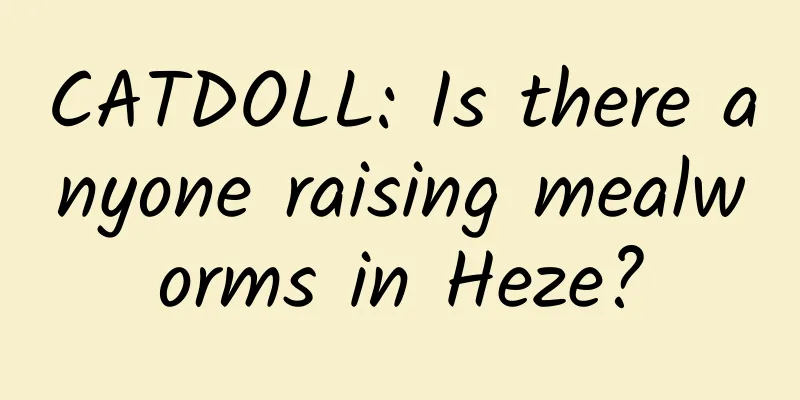 CATDOLL: Is there anyone raising mealworms in Heze?