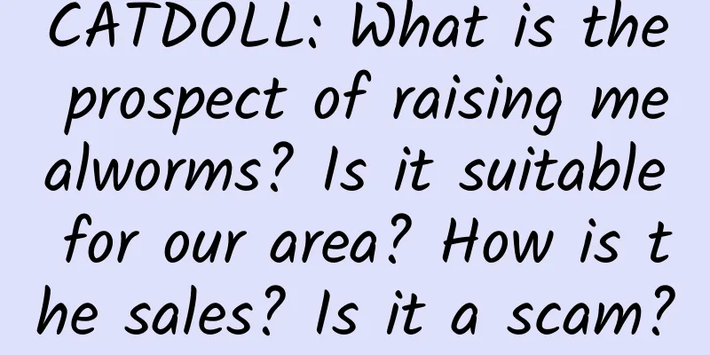 CATDOLL: What is the prospect of raising mealworms? Is it suitable for our area? How is the sales? Is it a scam?