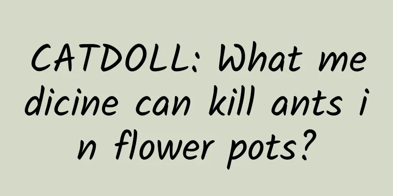 CATDOLL: What medicine can kill ants in flower pots?