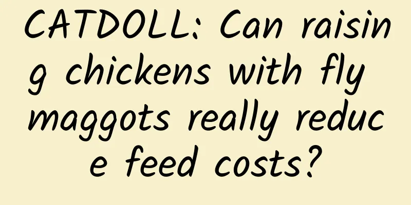 CATDOLL: Can raising chickens with fly maggots really reduce feed costs?