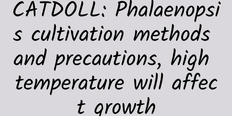 CATDOLL: Phalaenopsis cultivation methods and precautions, high temperature will affect growth