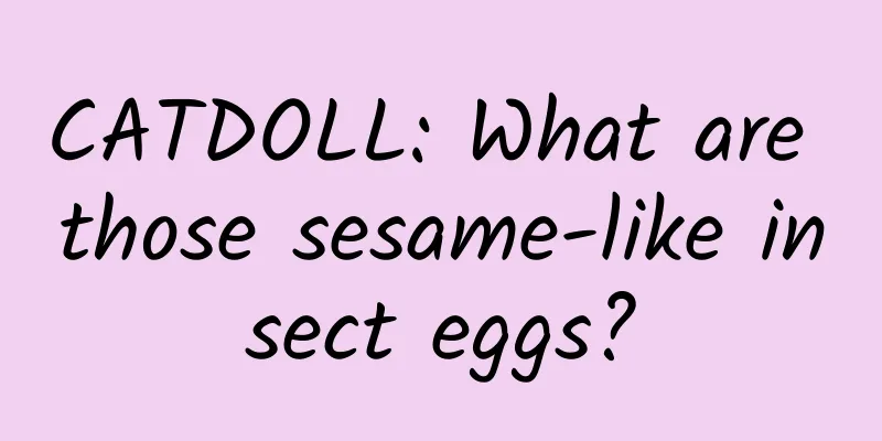 CATDOLL: What are those sesame-like insect eggs?
