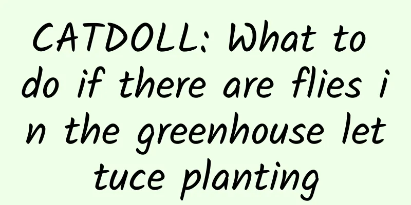CATDOLL: What to do if there are flies in the greenhouse lettuce planting