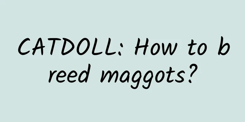 CATDOLL: How to breed maggots?