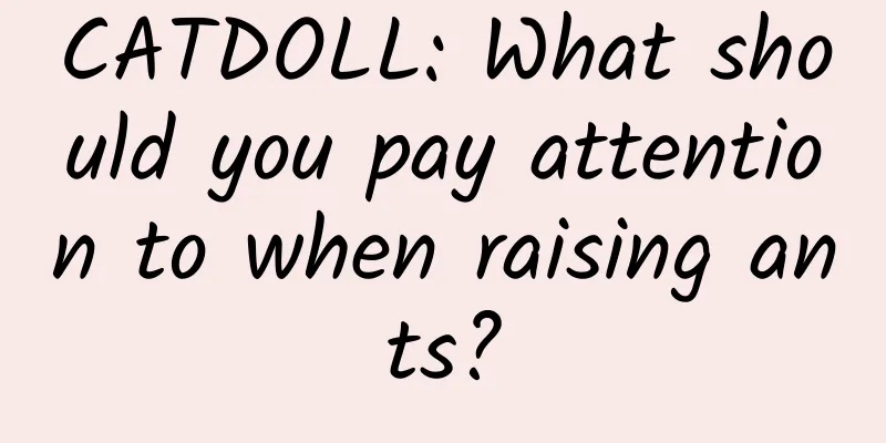 CATDOLL: What should you pay attention to when raising ants?