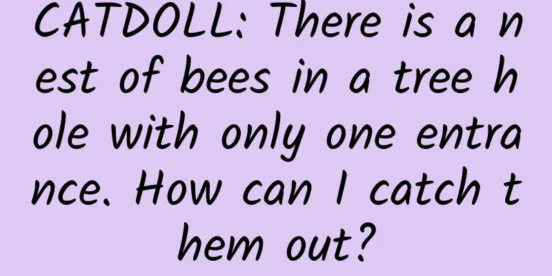 CATDOLL: There is a nest of bees in a tree hole with only one entrance. How can I catch them out?