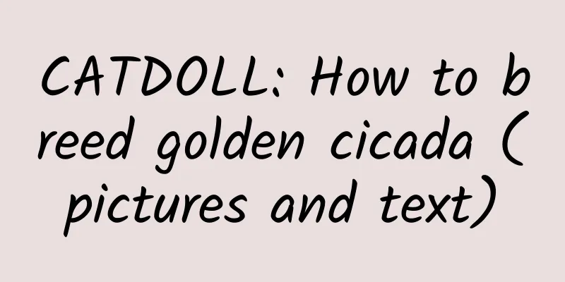 CATDOLL: How to breed golden cicada (pictures and text)