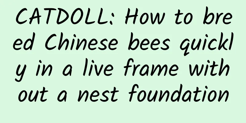 CATDOLL: How to breed Chinese bees quickly in a live frame without a nest foundation