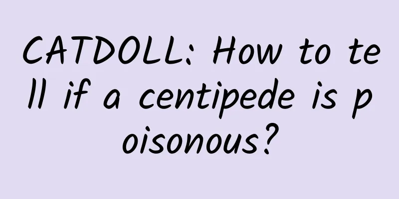 CATDOLL: How to tell if a centipede is poisonous?