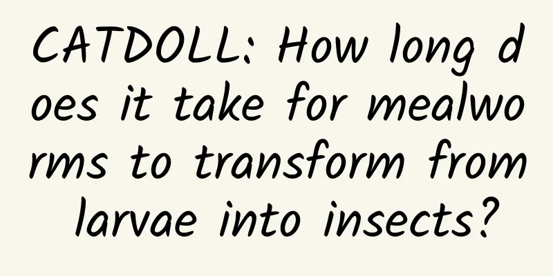 CATDOLL: How long does it take for mealworms to transform from larvae into insects?