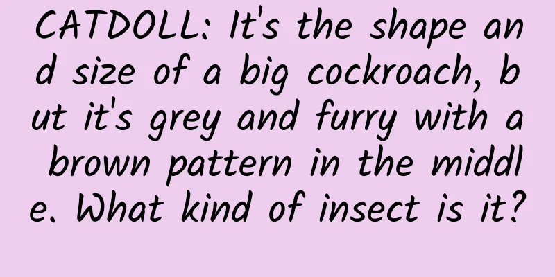 CATDOLL: It's the shape and size of a big cockroach, but it's grey and furry with a brown pattern in the middle. What kind of insect is it?