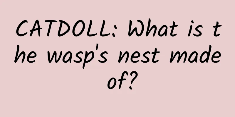 CATDOLL: What is the wasp's nest made of?
