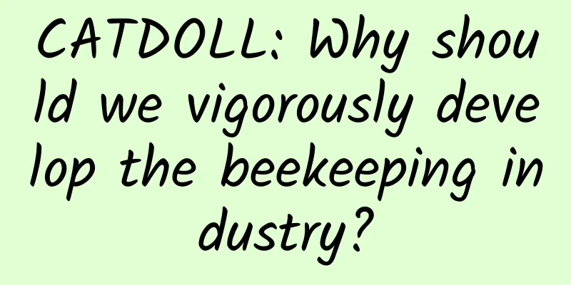 CATDOLL: Why should we vigorously develop the beekeeping industry?