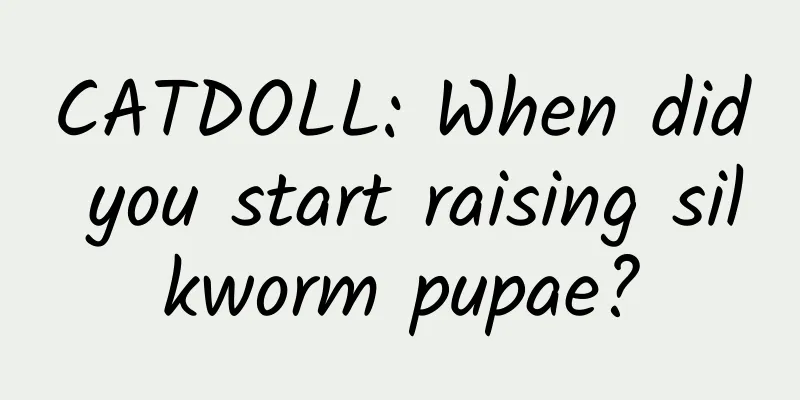 CATDOLL: When did you start raising silkworm pupae?