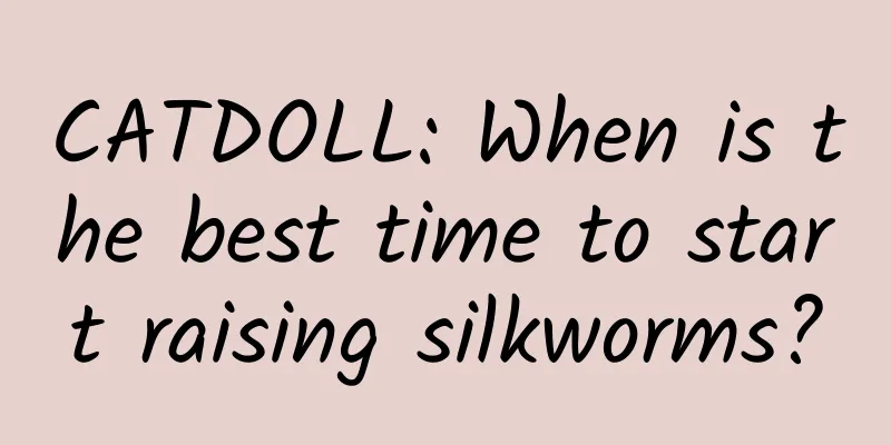 CATDOLL: When is the best time to start raising silkworms?