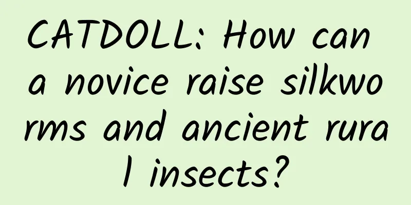CATDOLL: How can a novice raise silkworms and ancient rural insects?