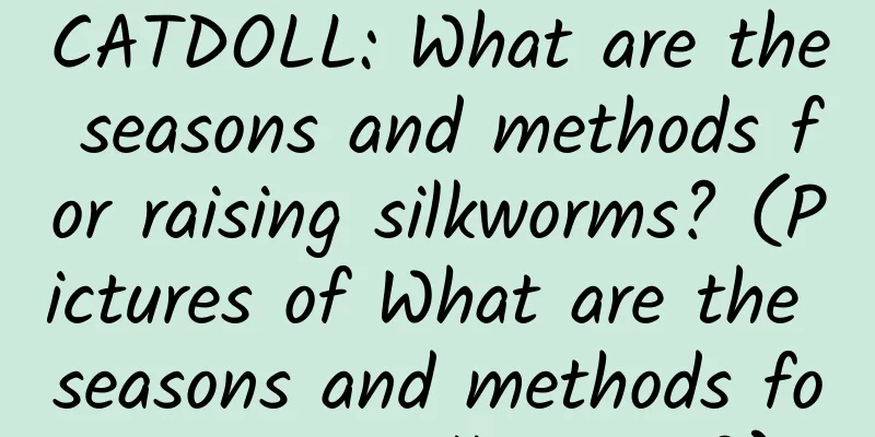 CATDOLL: What are the seasons and methods for raising silkworms? (Pictures of What are the seasons and methods for raising silkworms?)