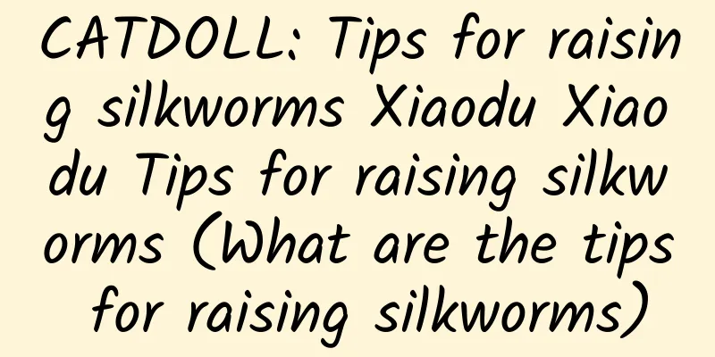 CATDOLL: Tips for raising silkworms Xiaodu Xiaodu Tips for raising silkworms (What are the tips for raising silkworms)