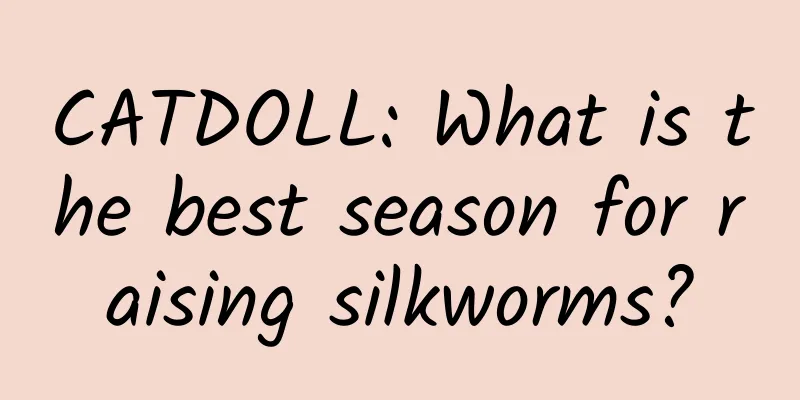 CATDOLL: What is the best season for raising silkworms?