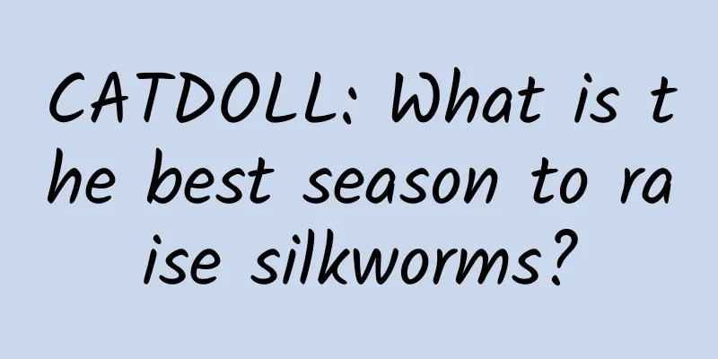 CATDOLL: What is the best season to raise silkworms?