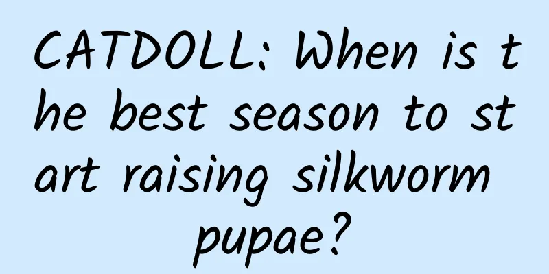 CATDOLL: When is the best season to start raising silkworm pupae?