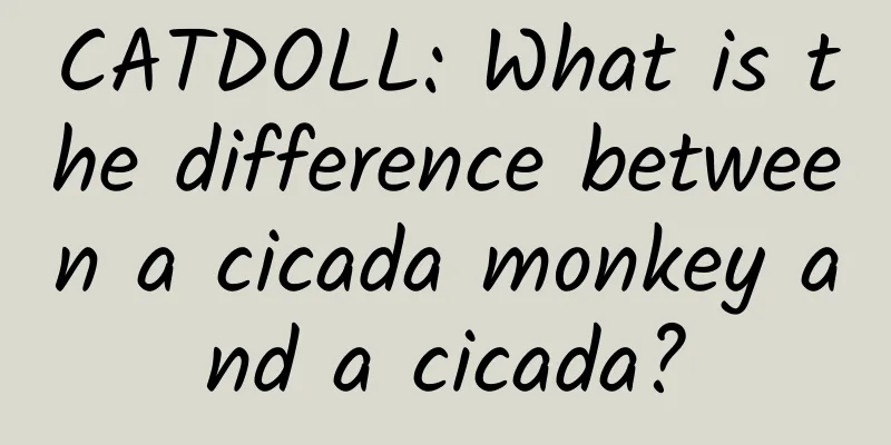 CATDOLL: What is the difference between a cicada monkey and a cicada?