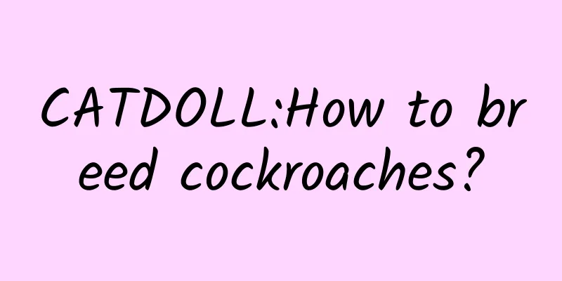 CATDOLL:How to breed cockroaches?