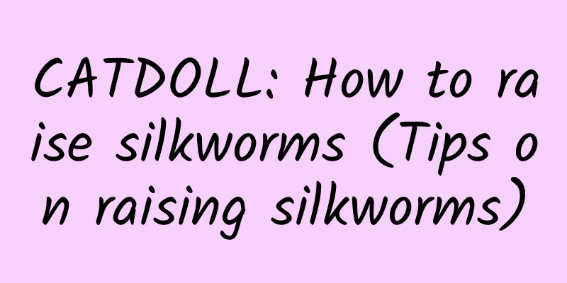 CATDOLL: How to raise silkworms (Tips on raising silkworms)