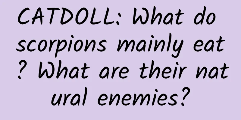 CATDOLL: What do scorpions mainly eat? What are their natural enemies?