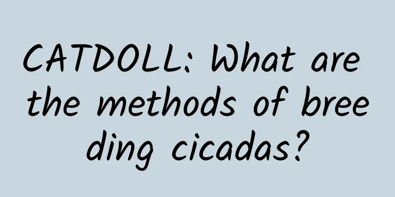 CATDOLL: What are the methods of breeding cicadas?