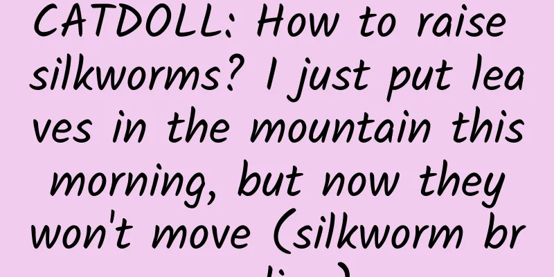 CATDOLL: How to raise silkworms? I just put leaves in the mountain this morning, but now they won't move (silkworm breeding)