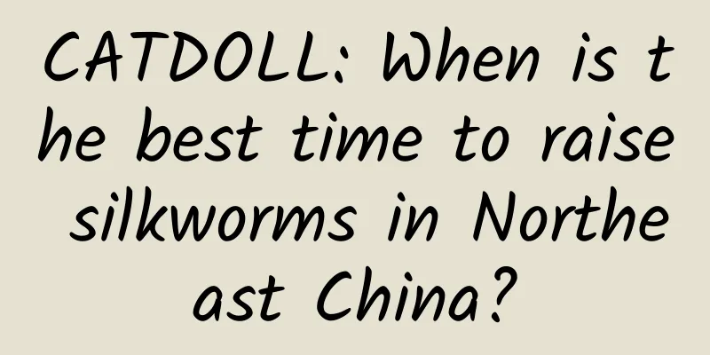 CATDOLL: When is the best time to raise silkworms in Northeast China?